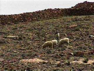 Sheep grazing in Taliouine